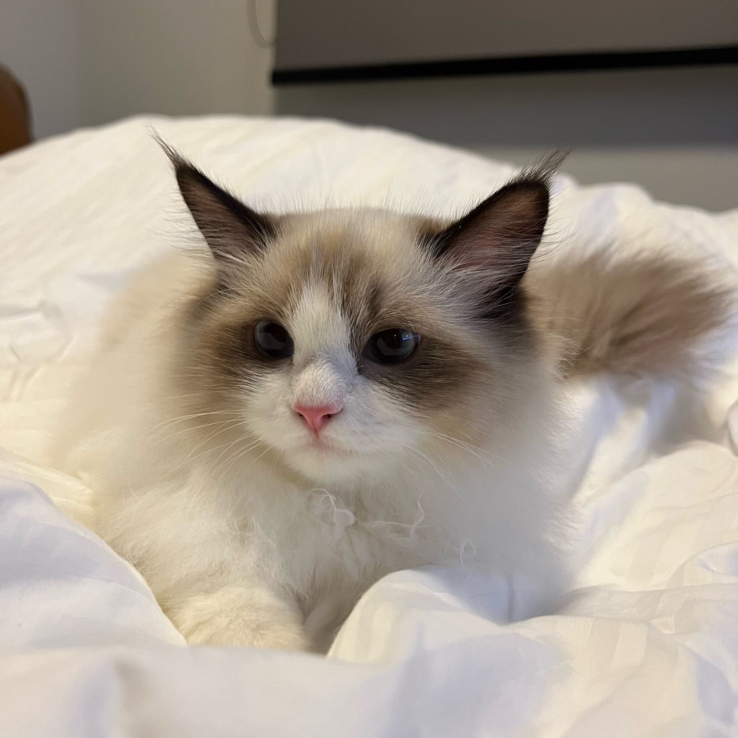 Portrait of Nala, the cat
