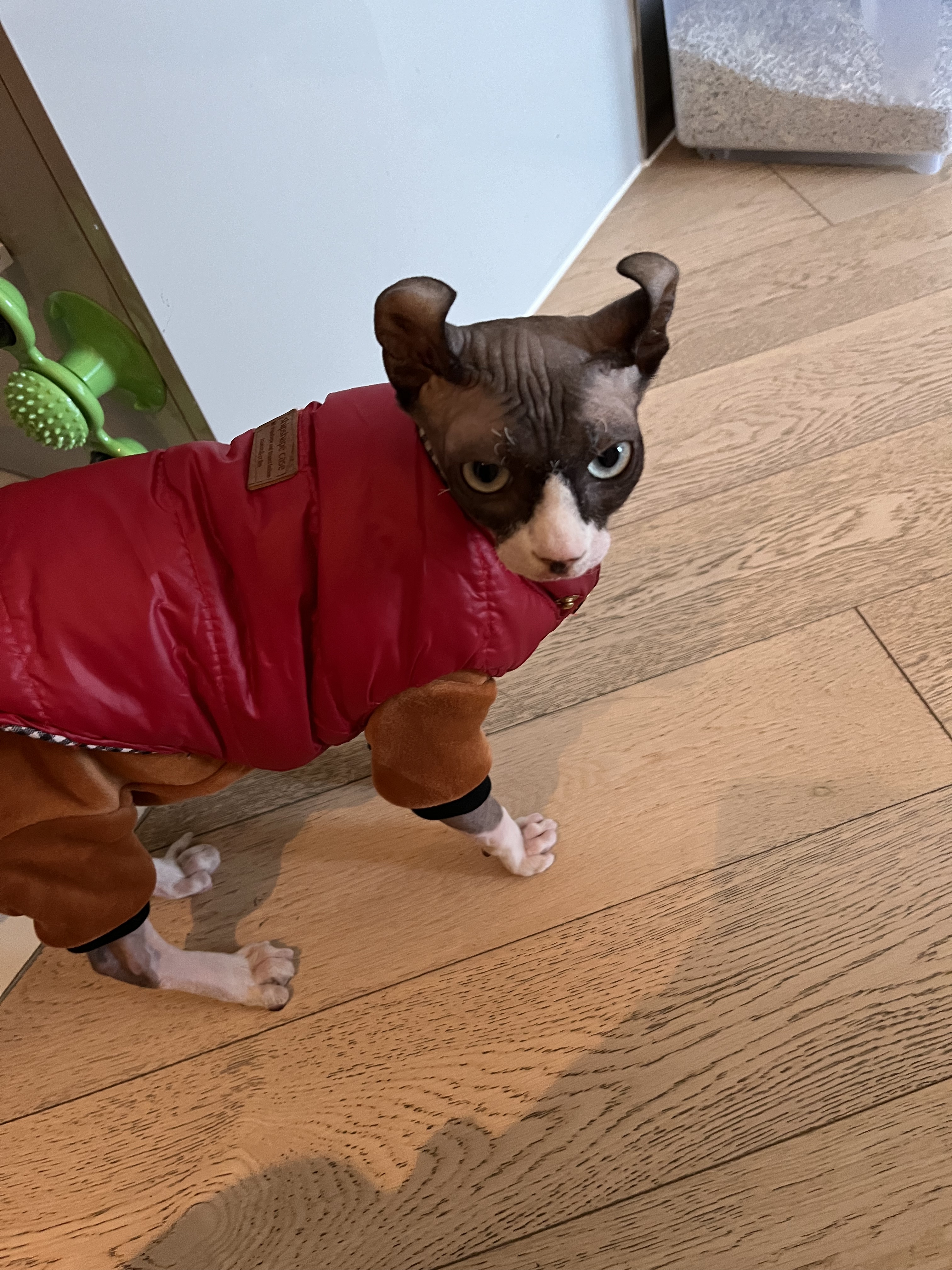 image-12