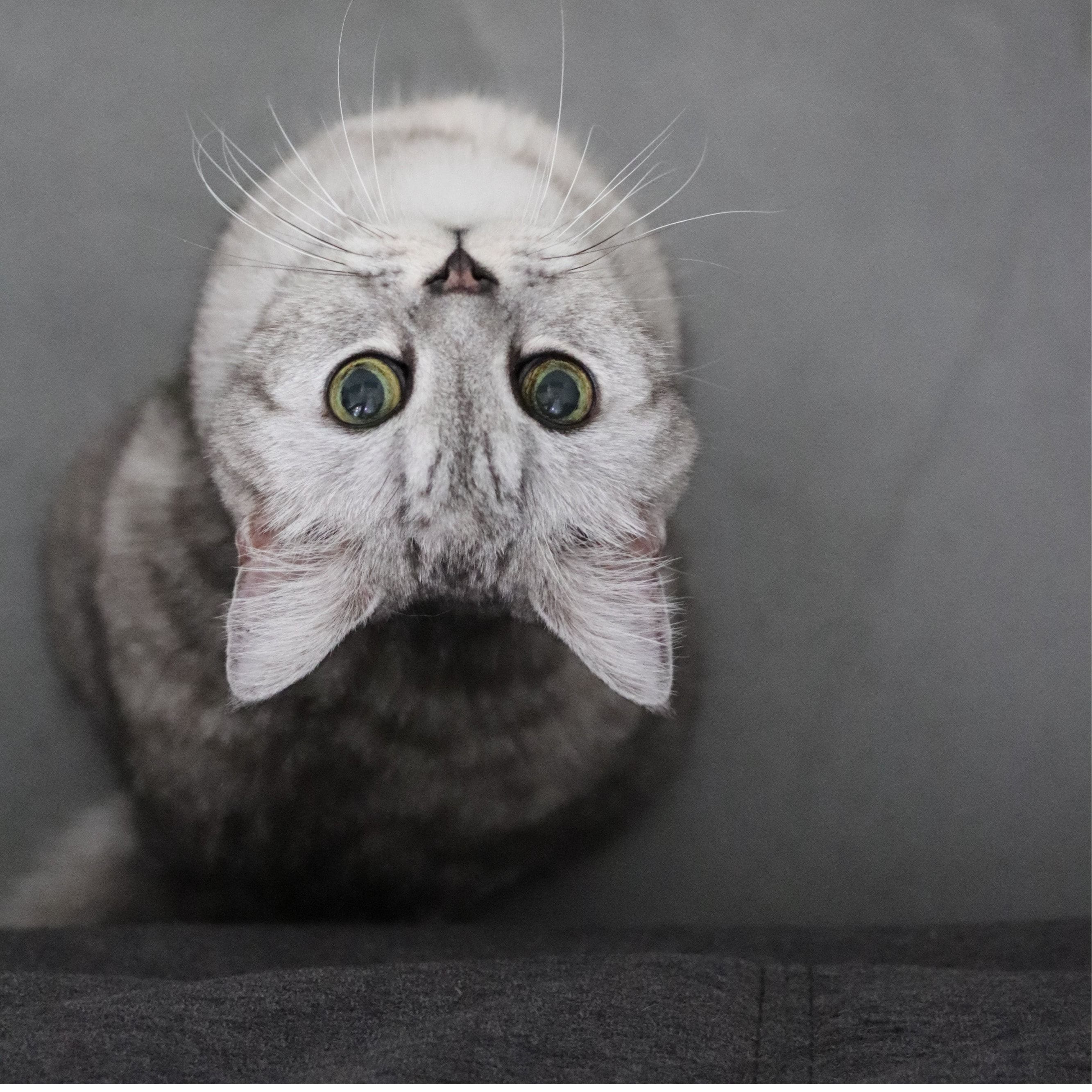 Portrait of Abu, the cat