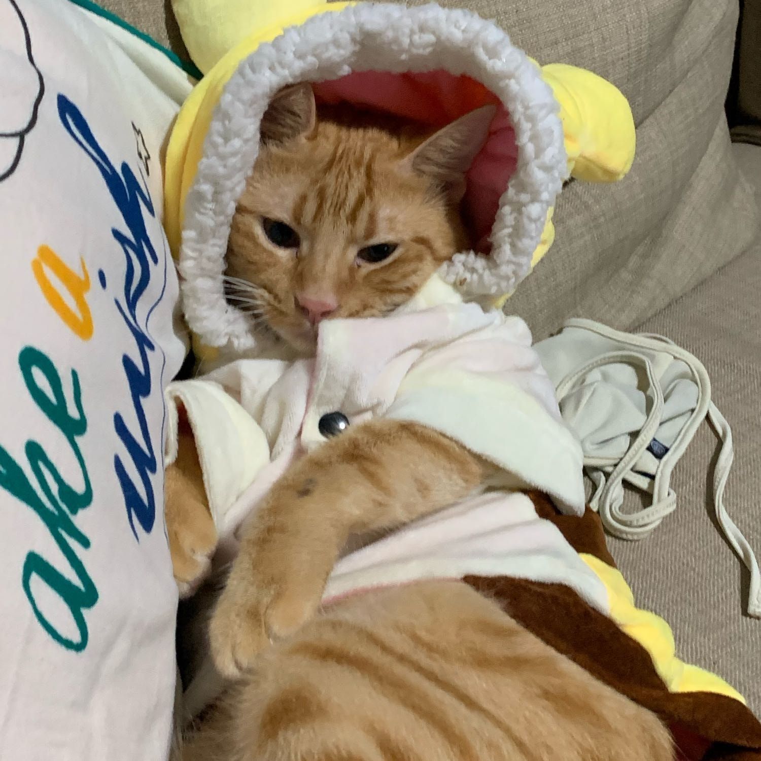 Portrait of Nemo, the cat