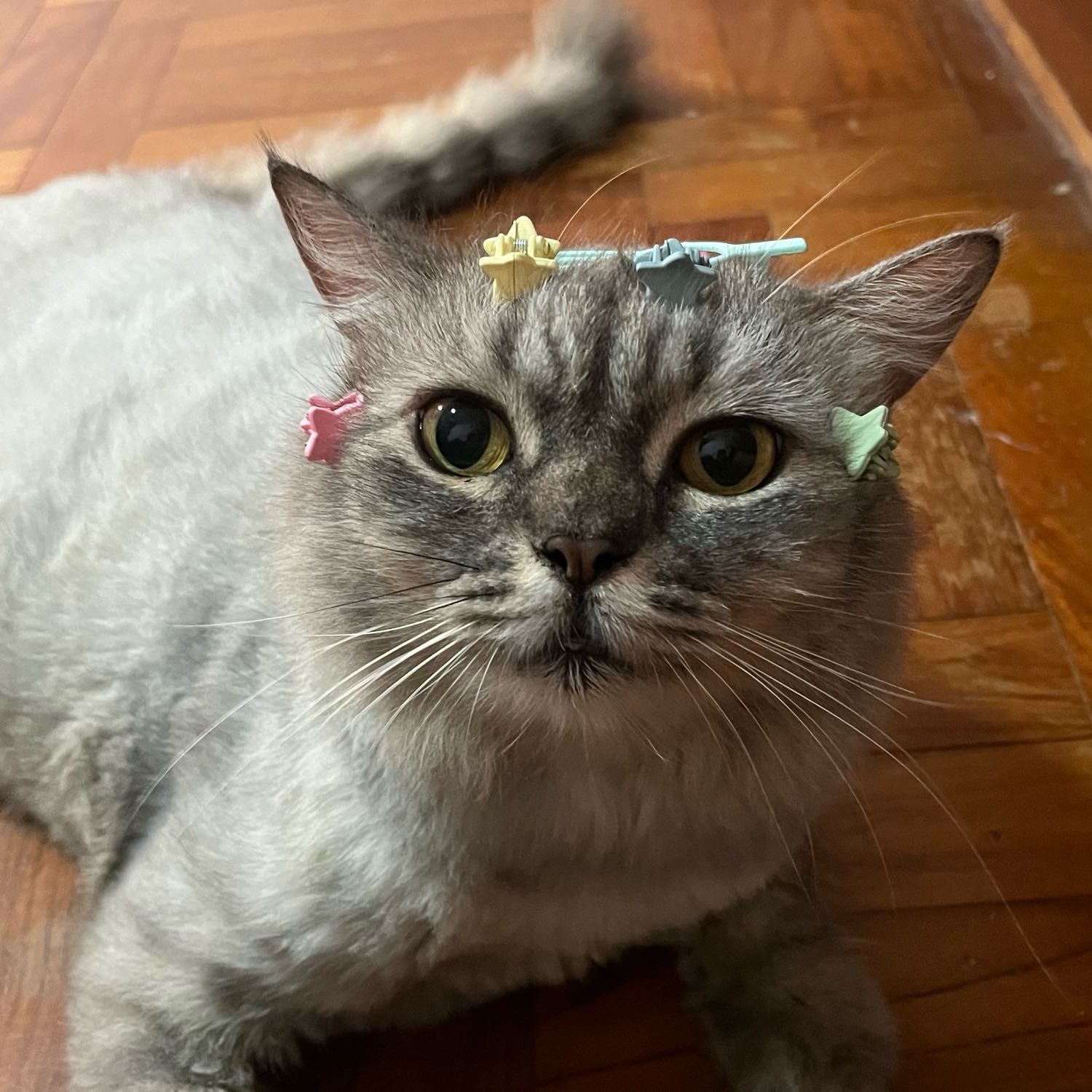 Portrait of Mochi, the cat