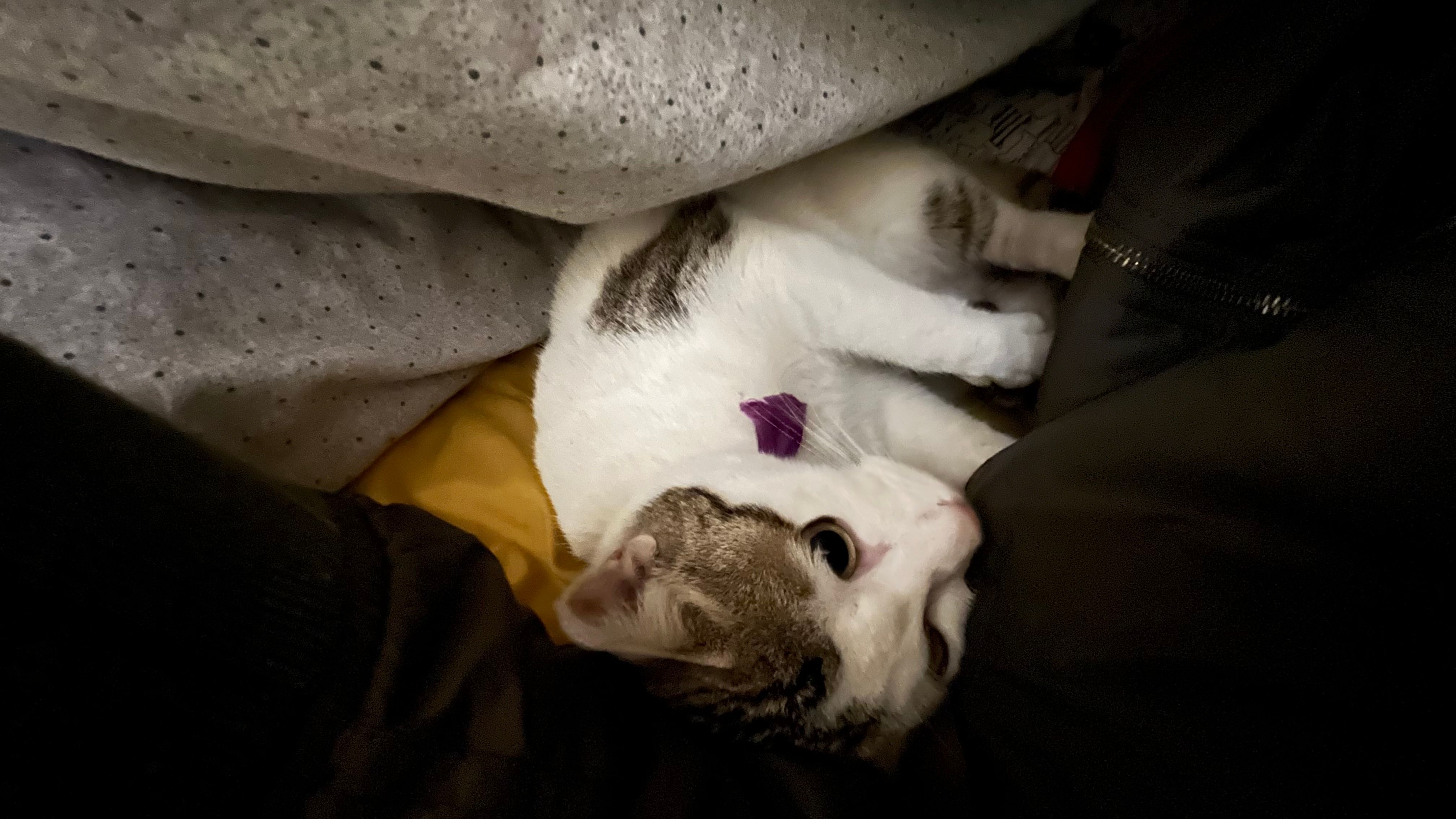 image-7