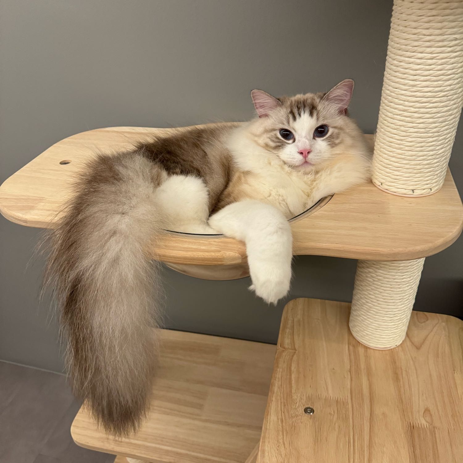 Portrait of Kumo, the cat