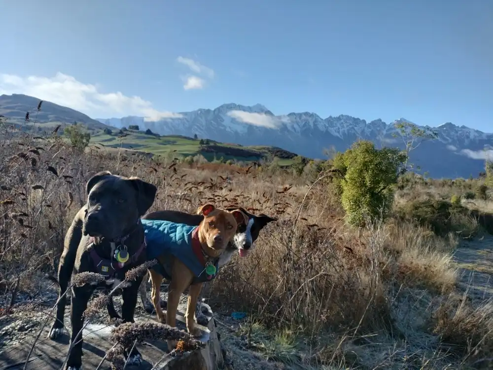 image-7