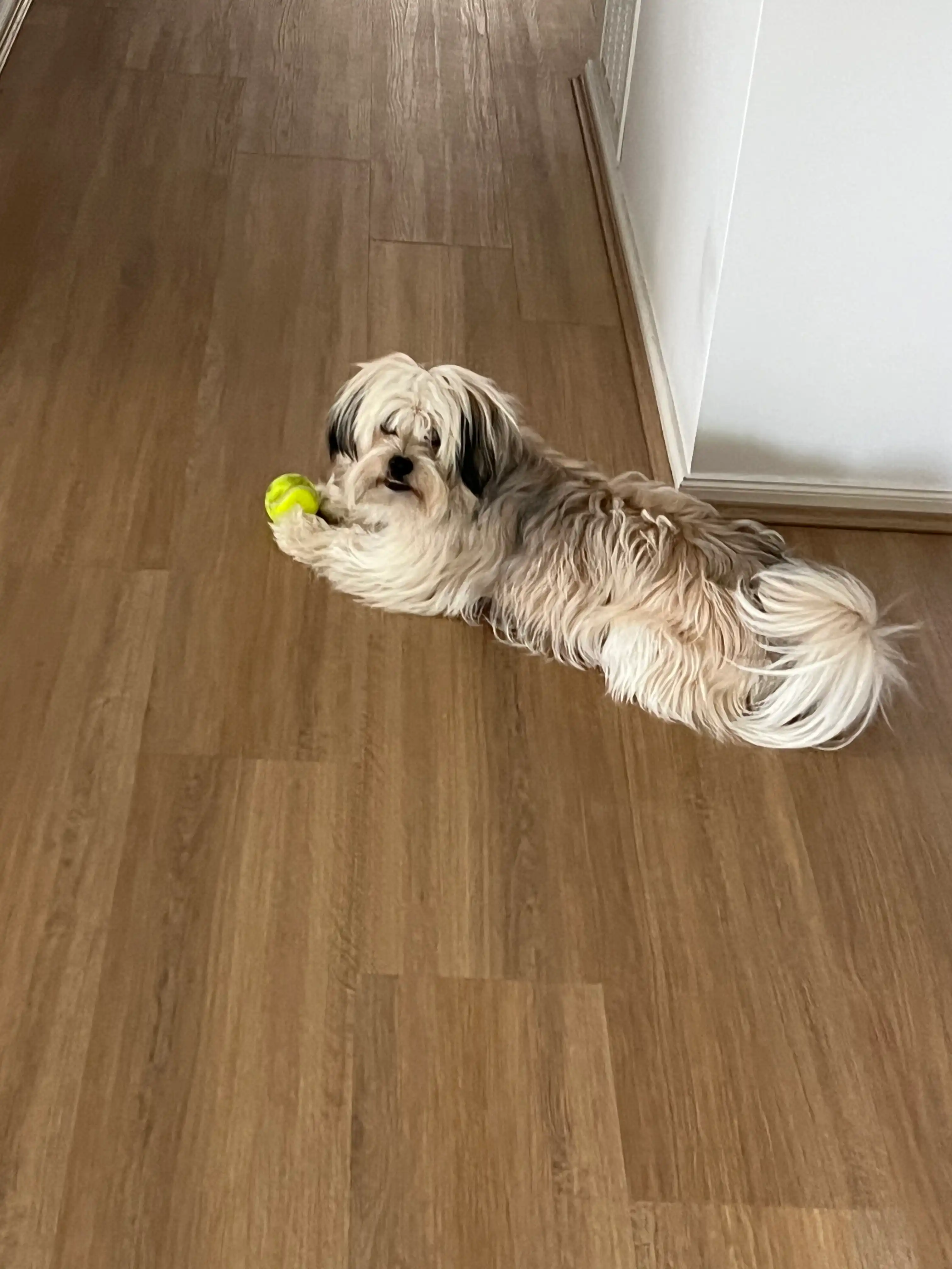 image-20