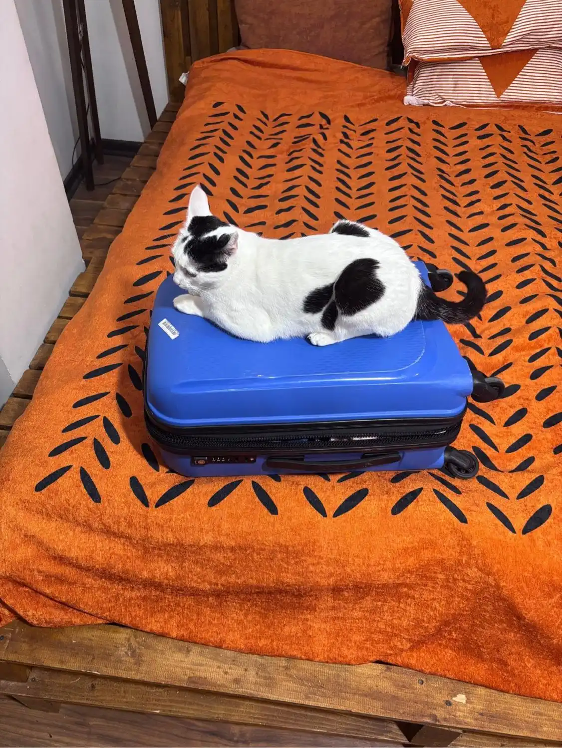 image-7