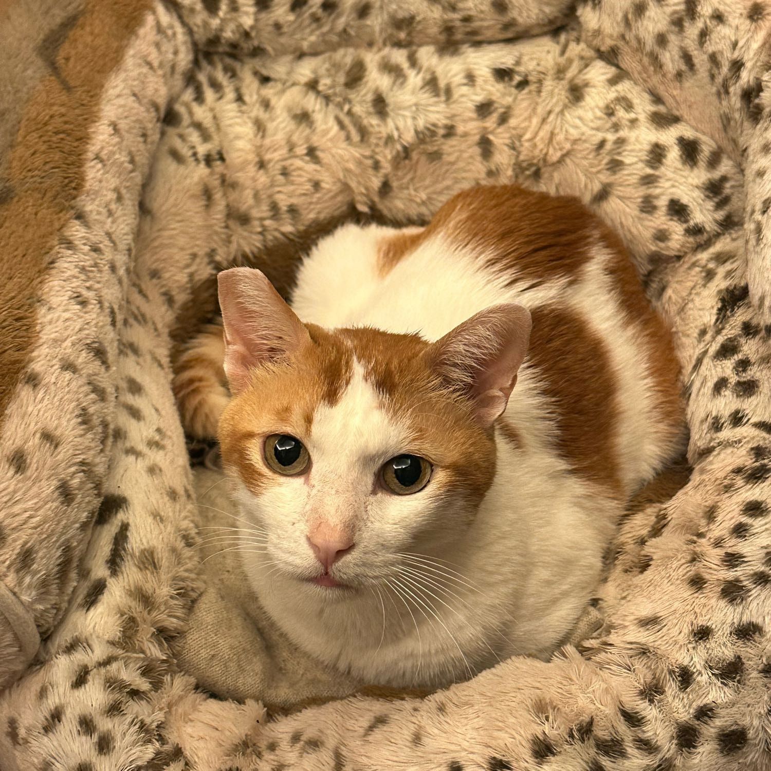 Portrait of Judas, the cat
