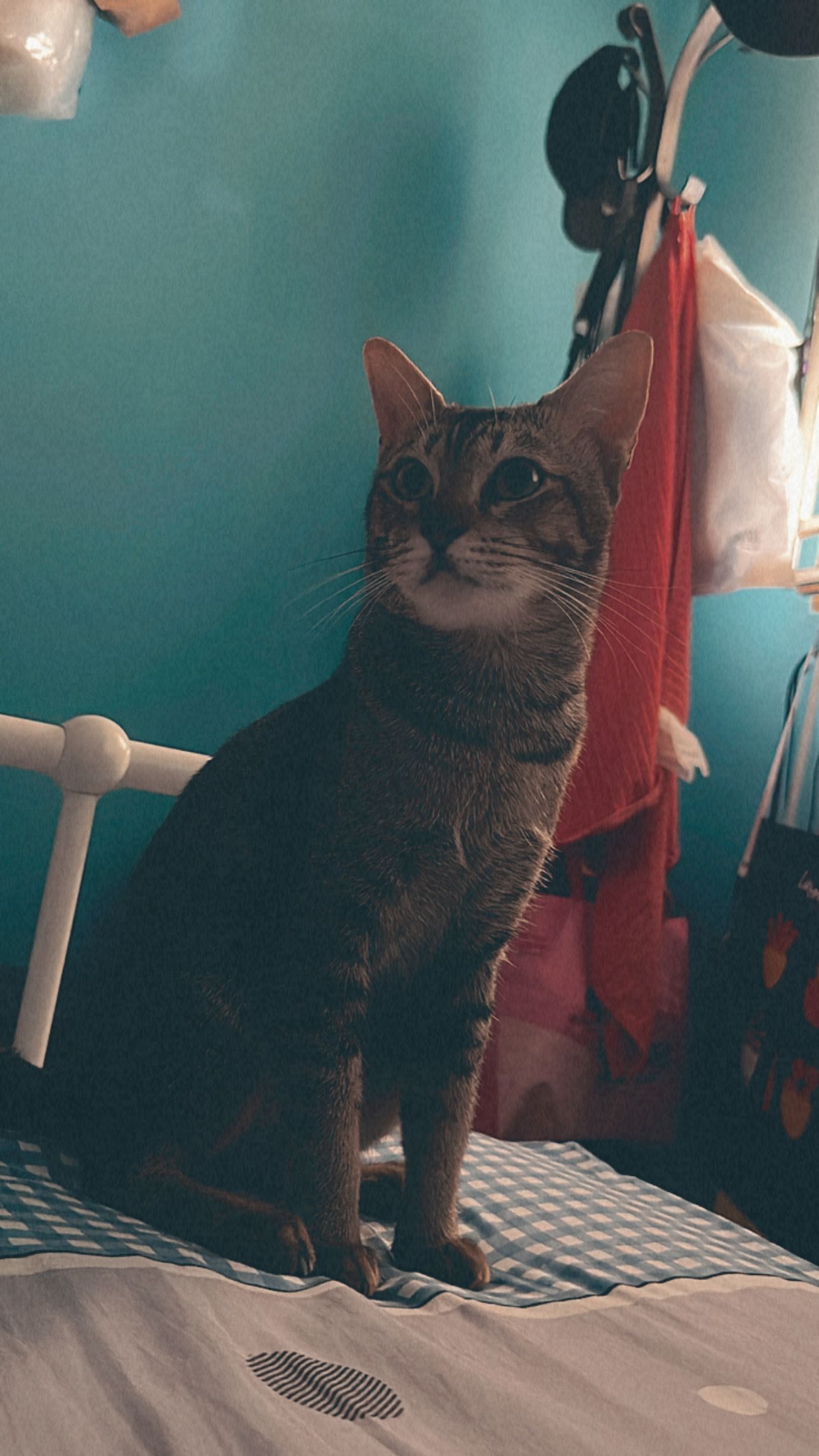 image-6