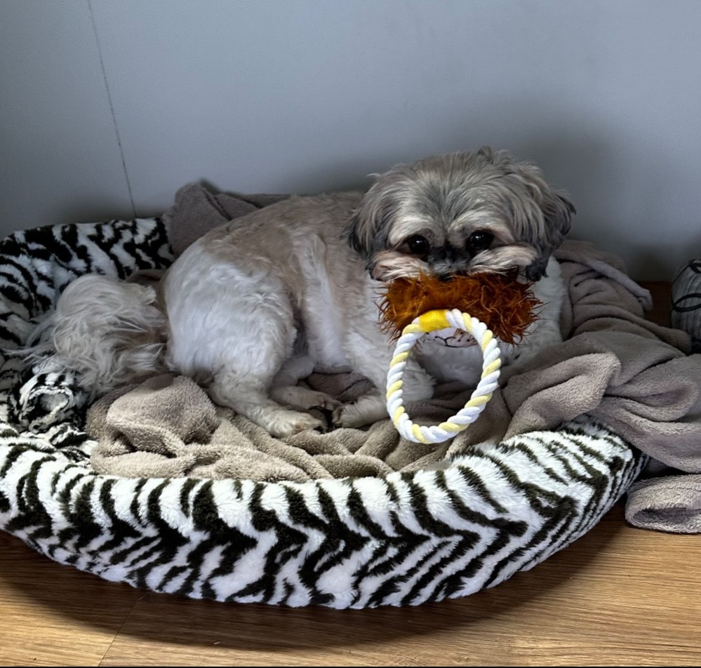 Sleepover Best Little Hound House Polly Pocket Sleepover Puppy