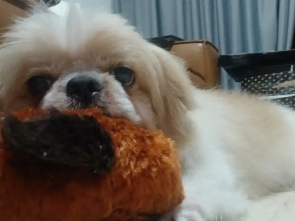 image-7