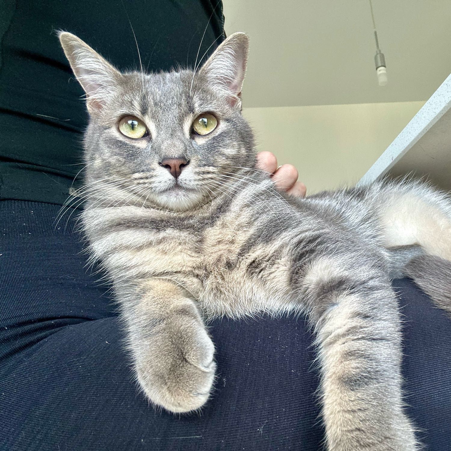 Portrait of Luna, the cat