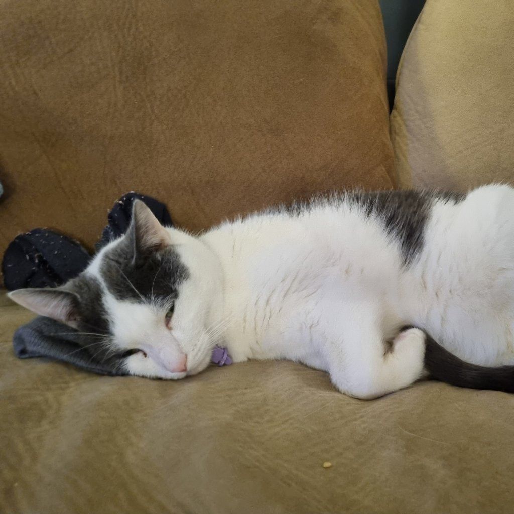 Portrait of Murphy, the cat