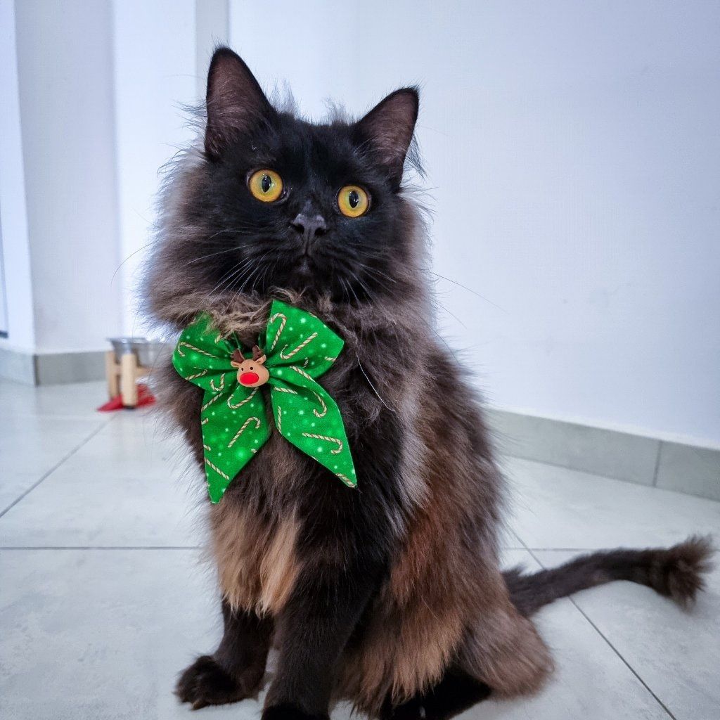 Portrait of Hyder, the cat