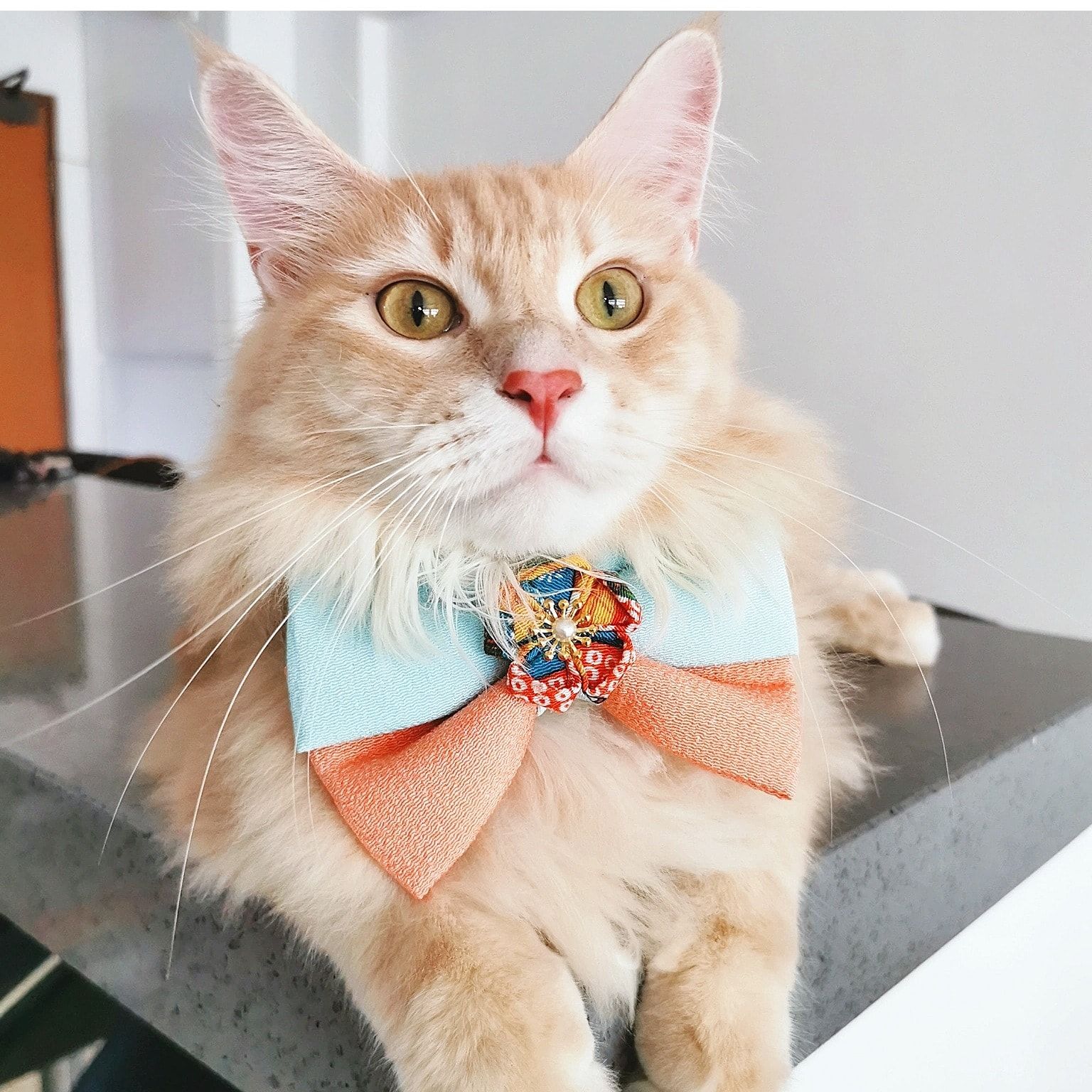 Portrait of Niaz, the cat