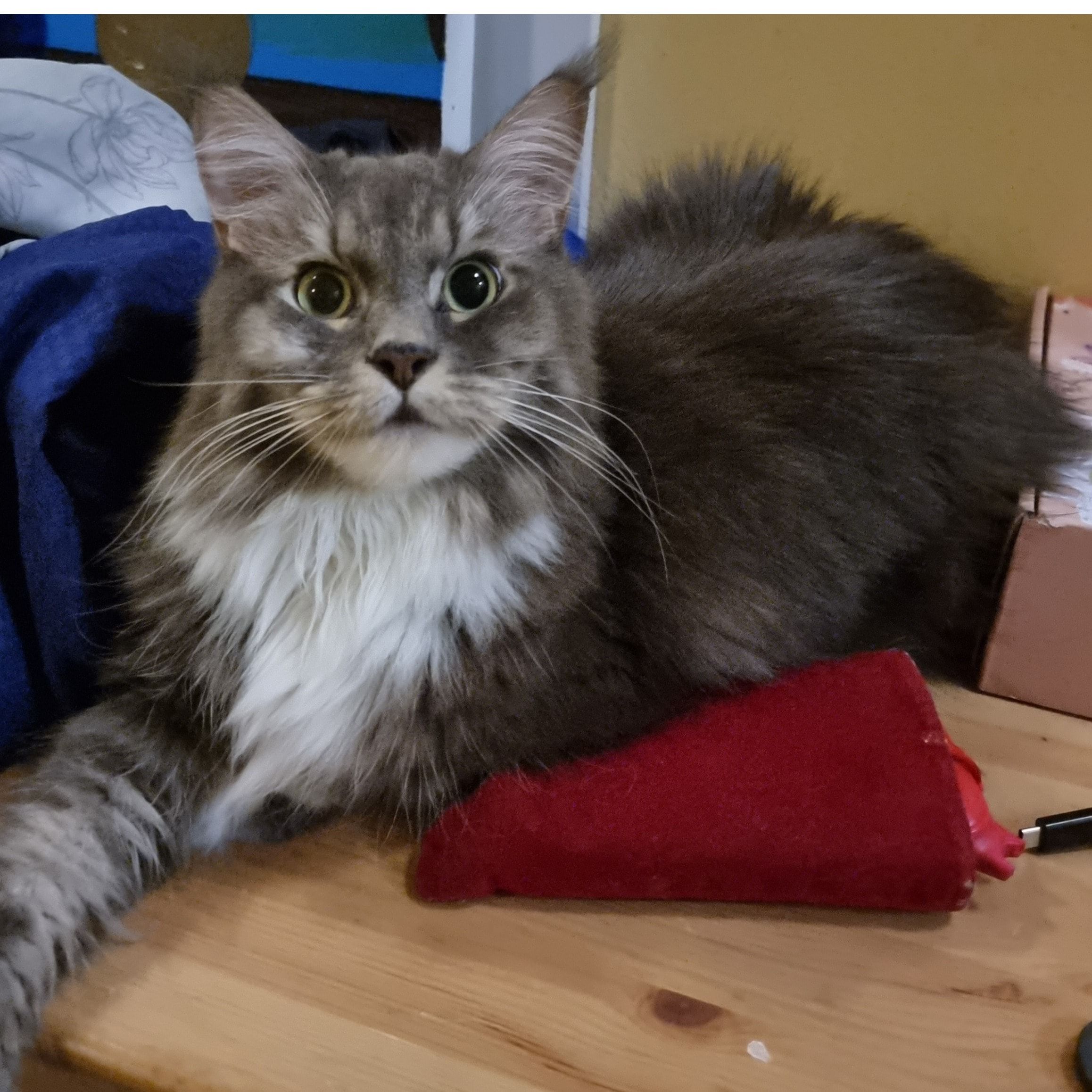 Portrait of Zain, the cat