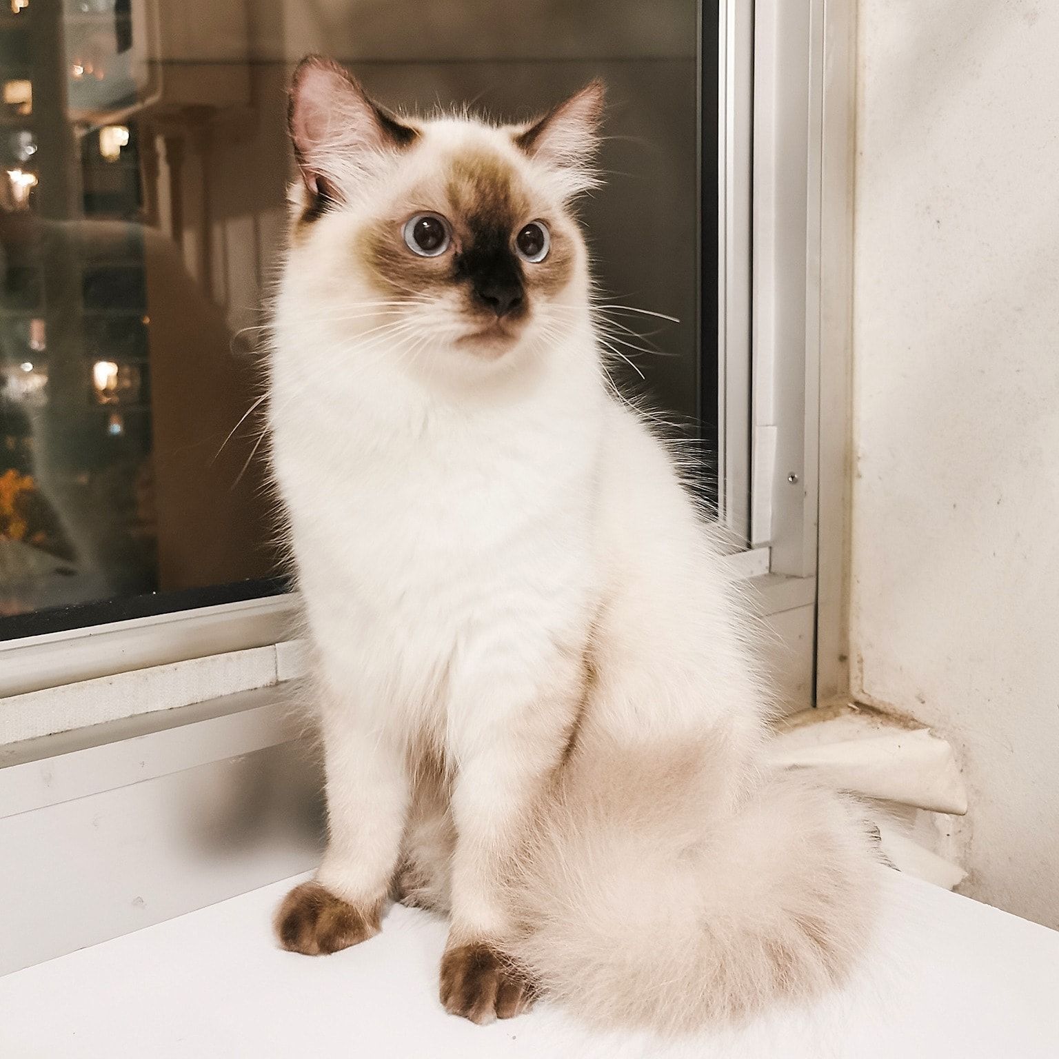 Portrait of Ayla, the cat