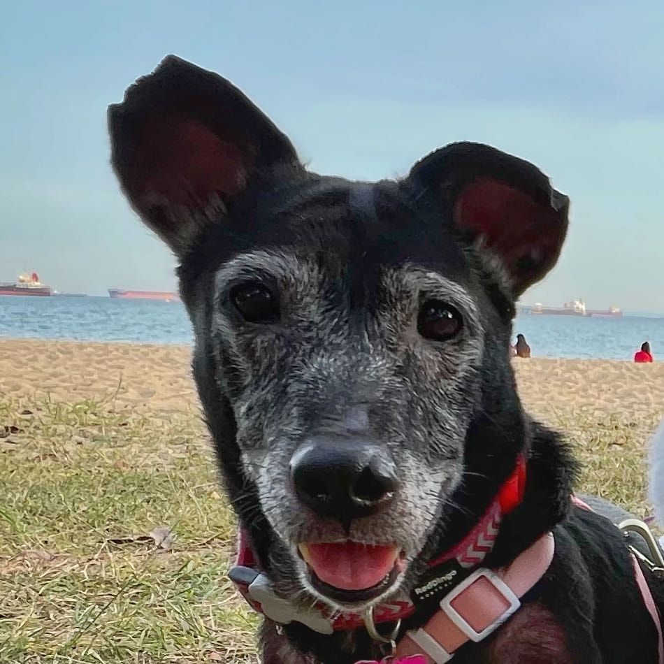 Portrait of Kaytee, the dog