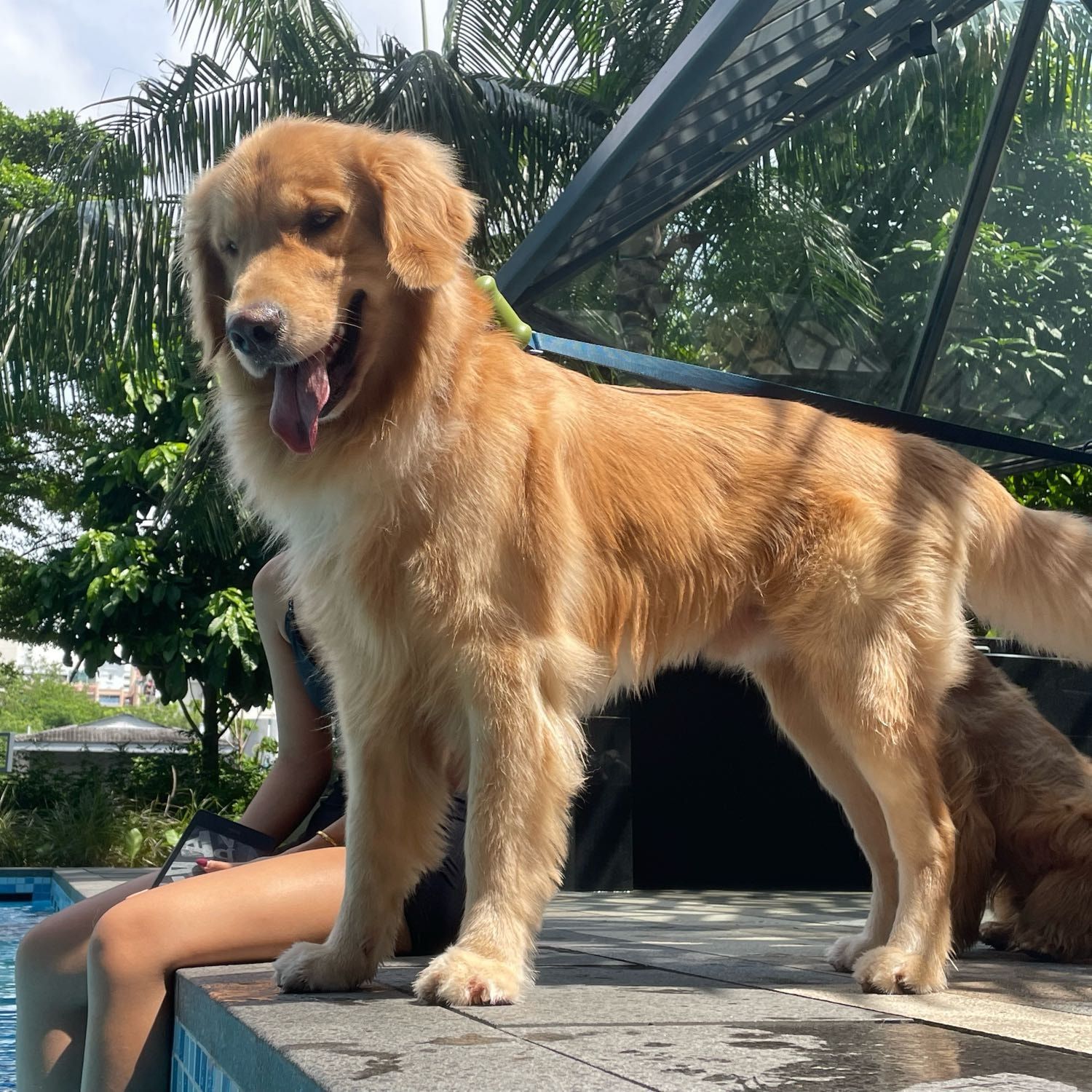 Portrait of Spartan , the dog