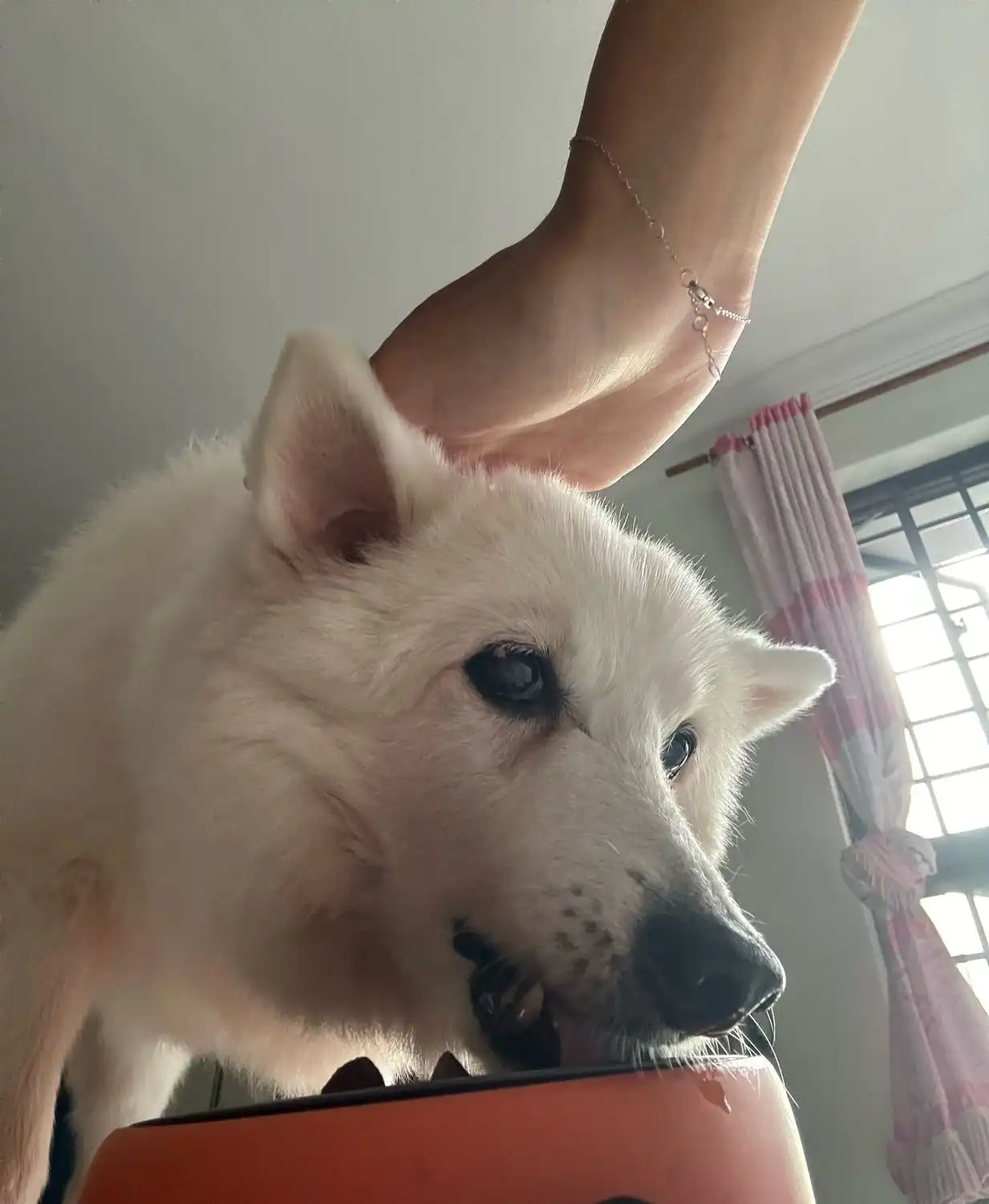 image-7