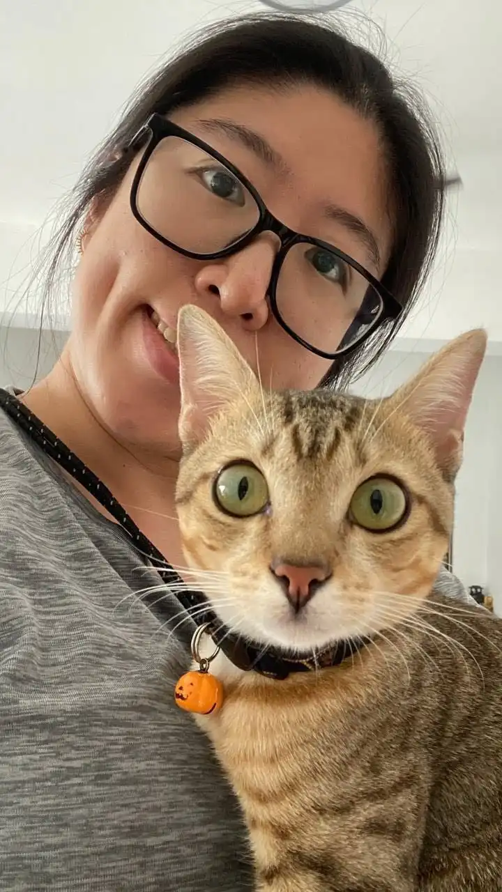 Pet Sitters Board Cats Near Me Pet Sitting Places That Board Cats