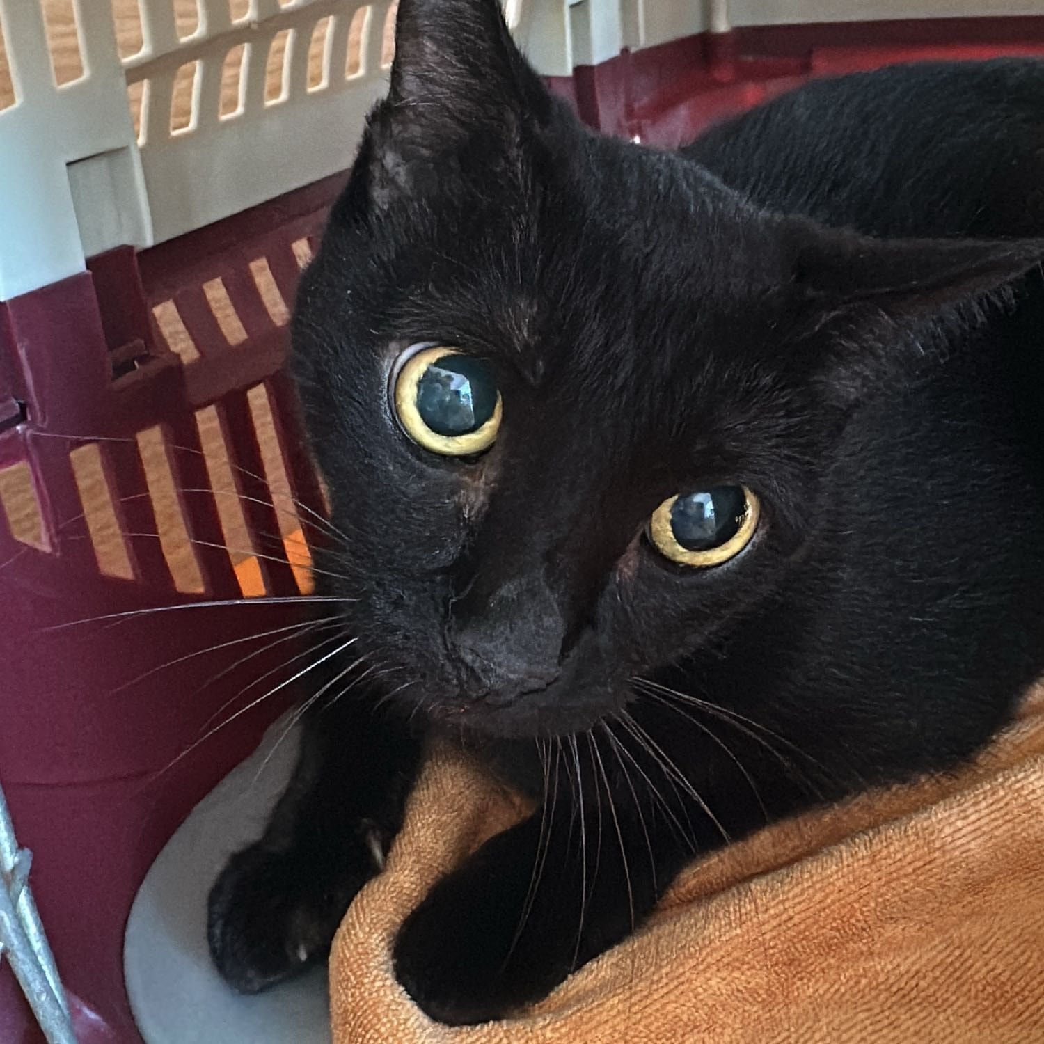 Portrait of Honey Baby, the cat