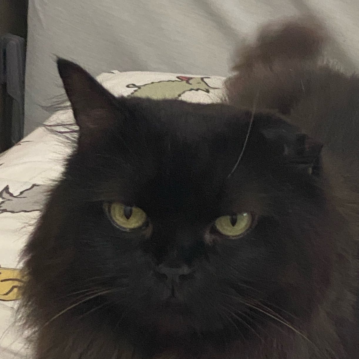 Portrait of FATTY, the cat