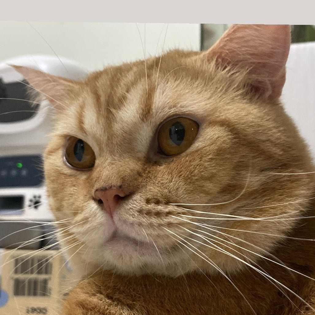 Portrait of Charlie, the cat