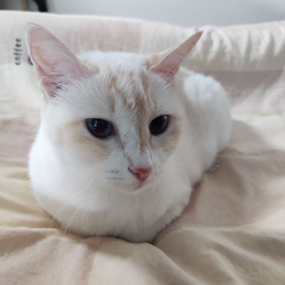 Portrait of Snowflake, the cat