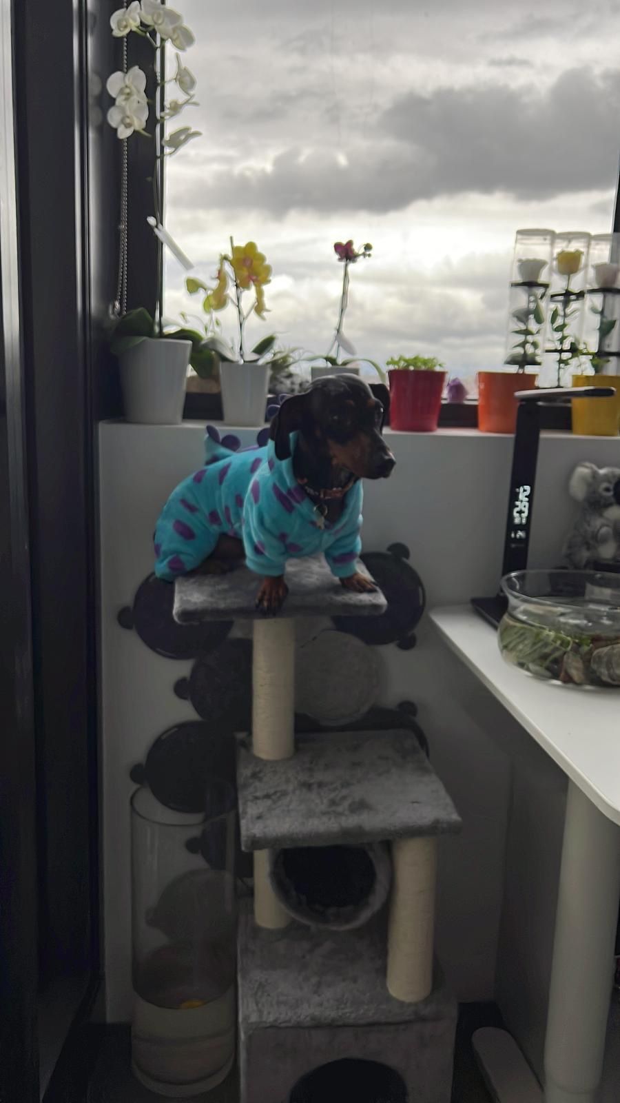 image-8