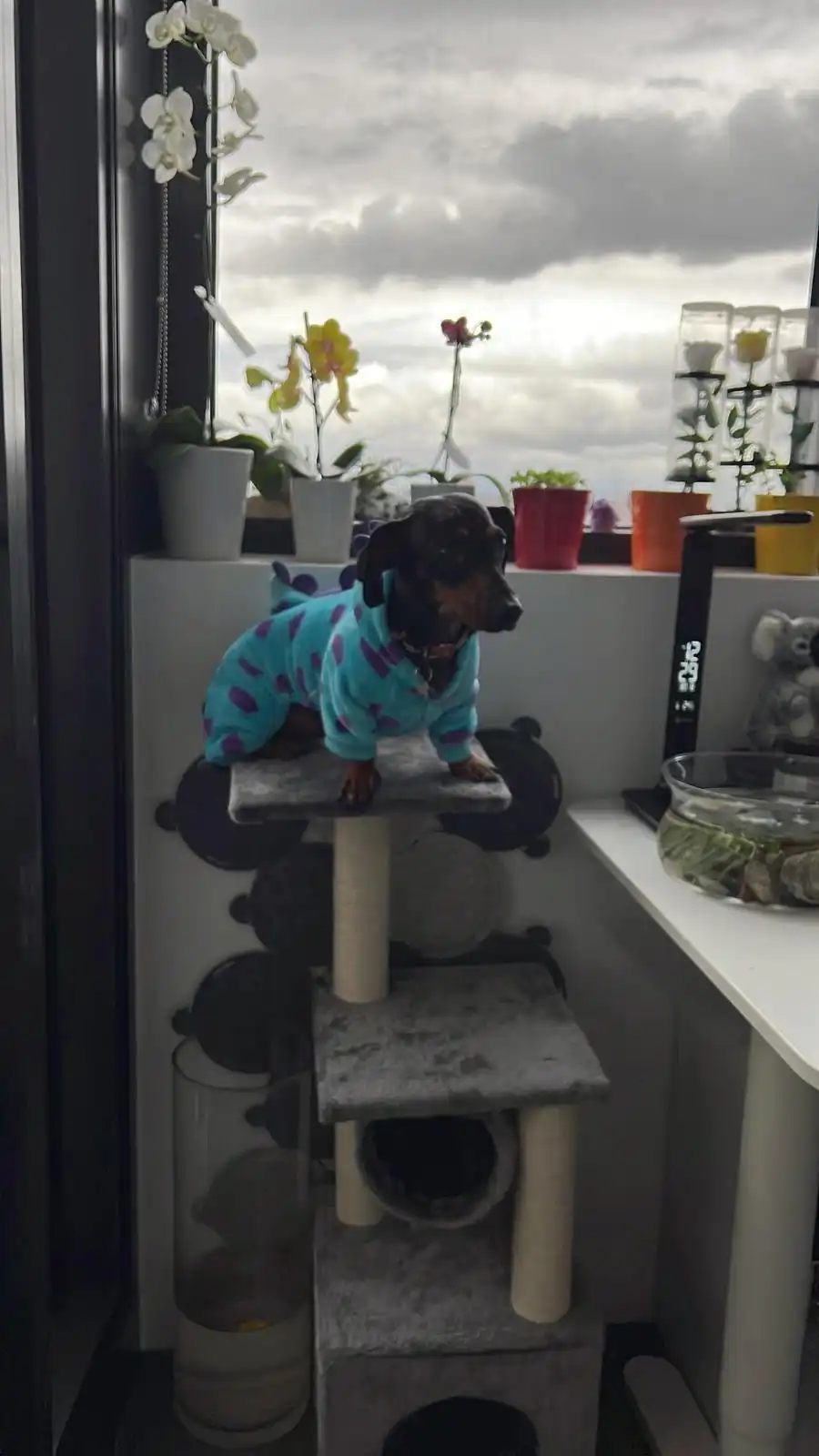 image-8