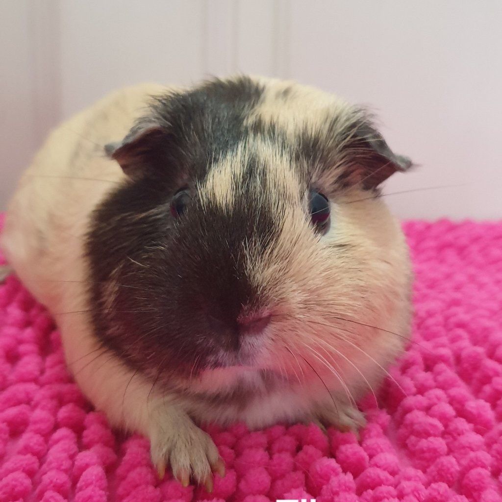 Portrait of Ella, the guineaPig