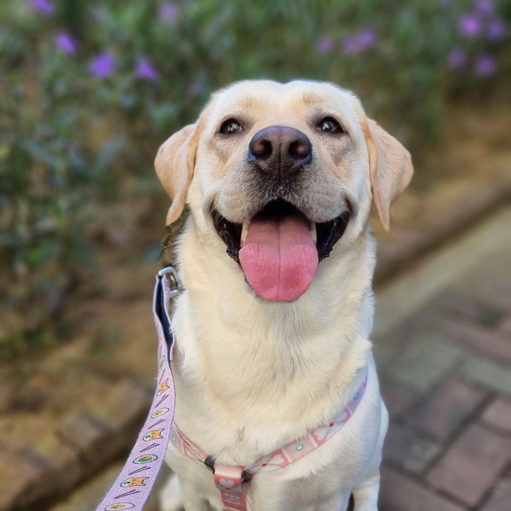 Portrait of Mooncake, the dog