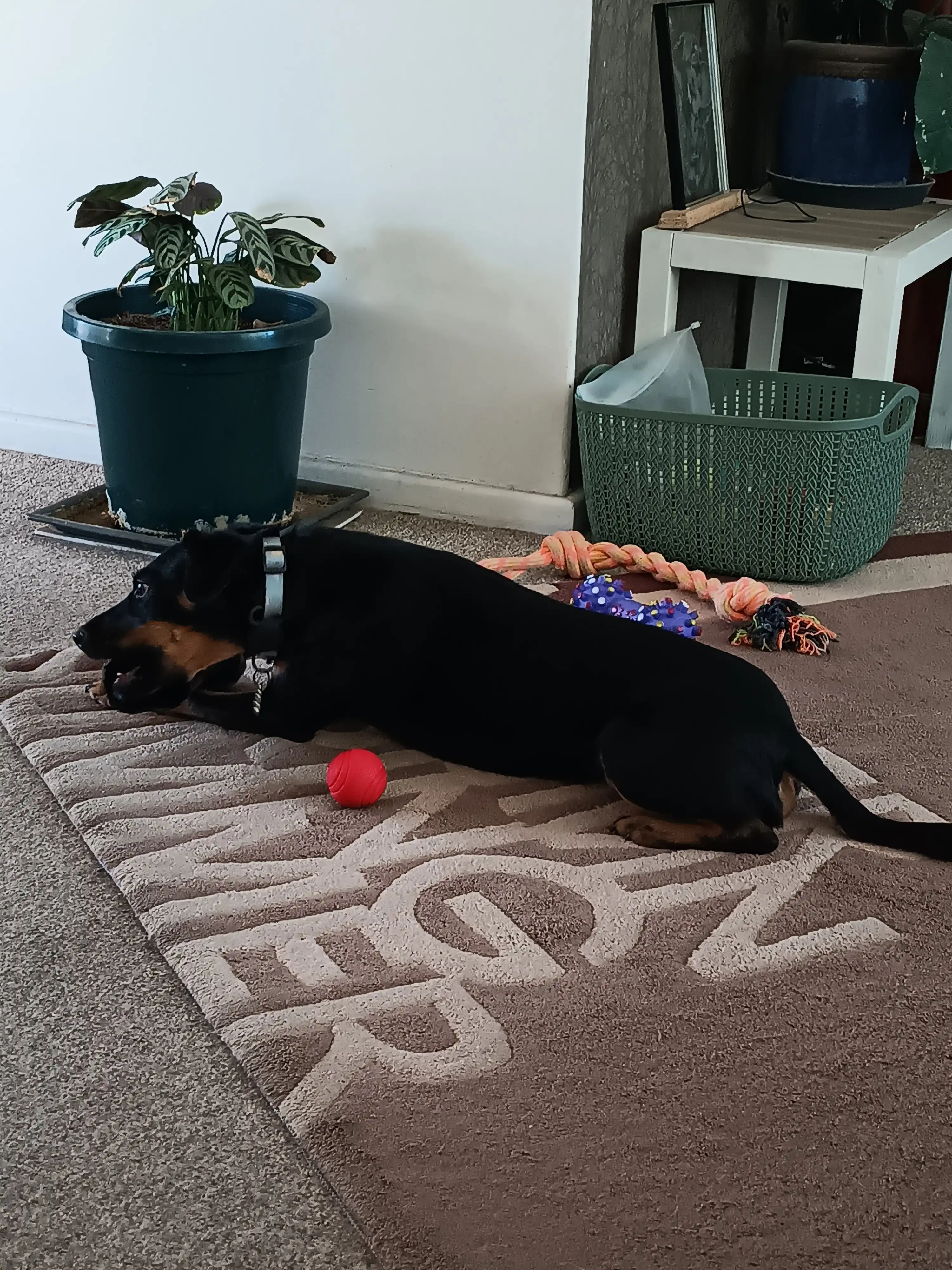 image-11