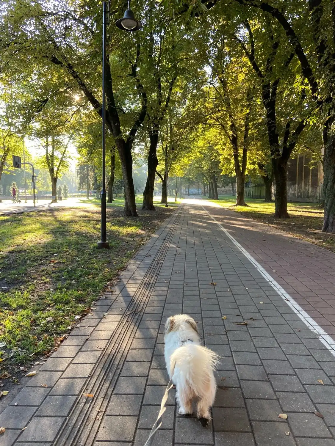 image-8