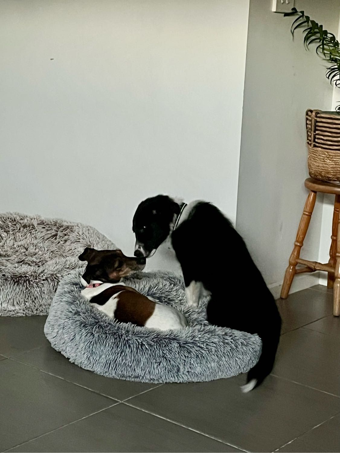image-43