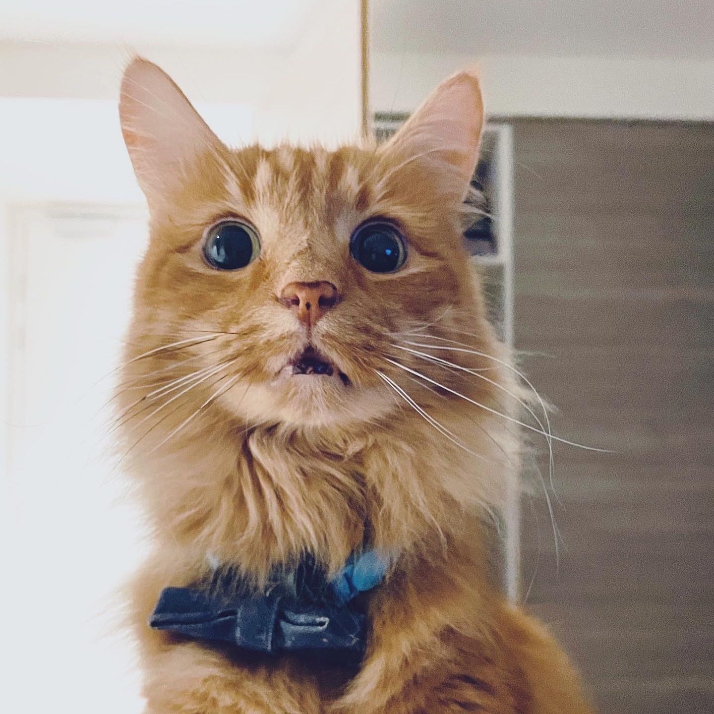 Portrait of Dusk, the cat