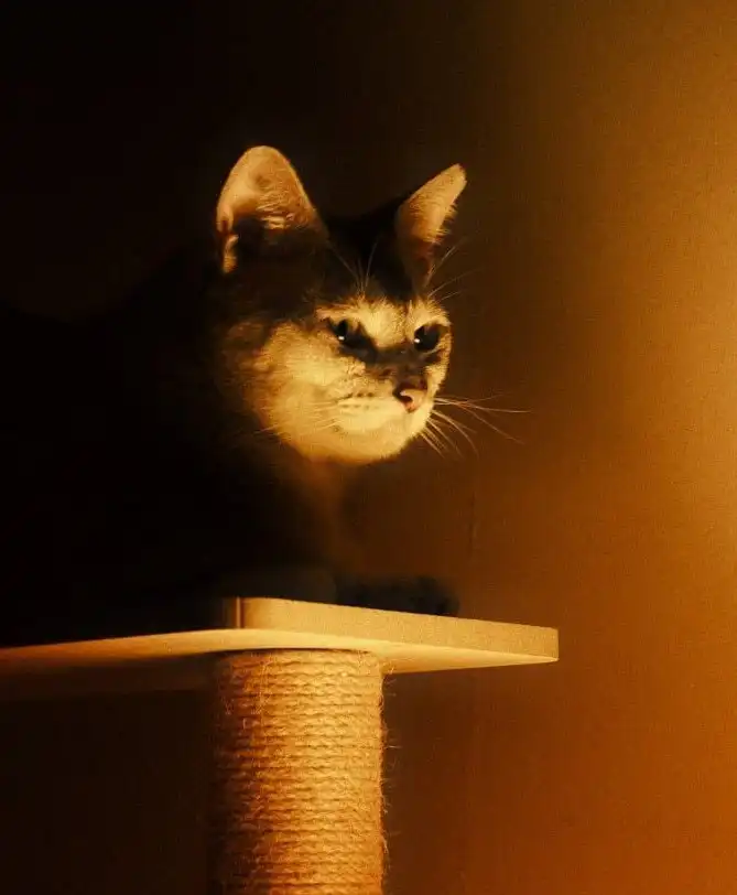 image-8