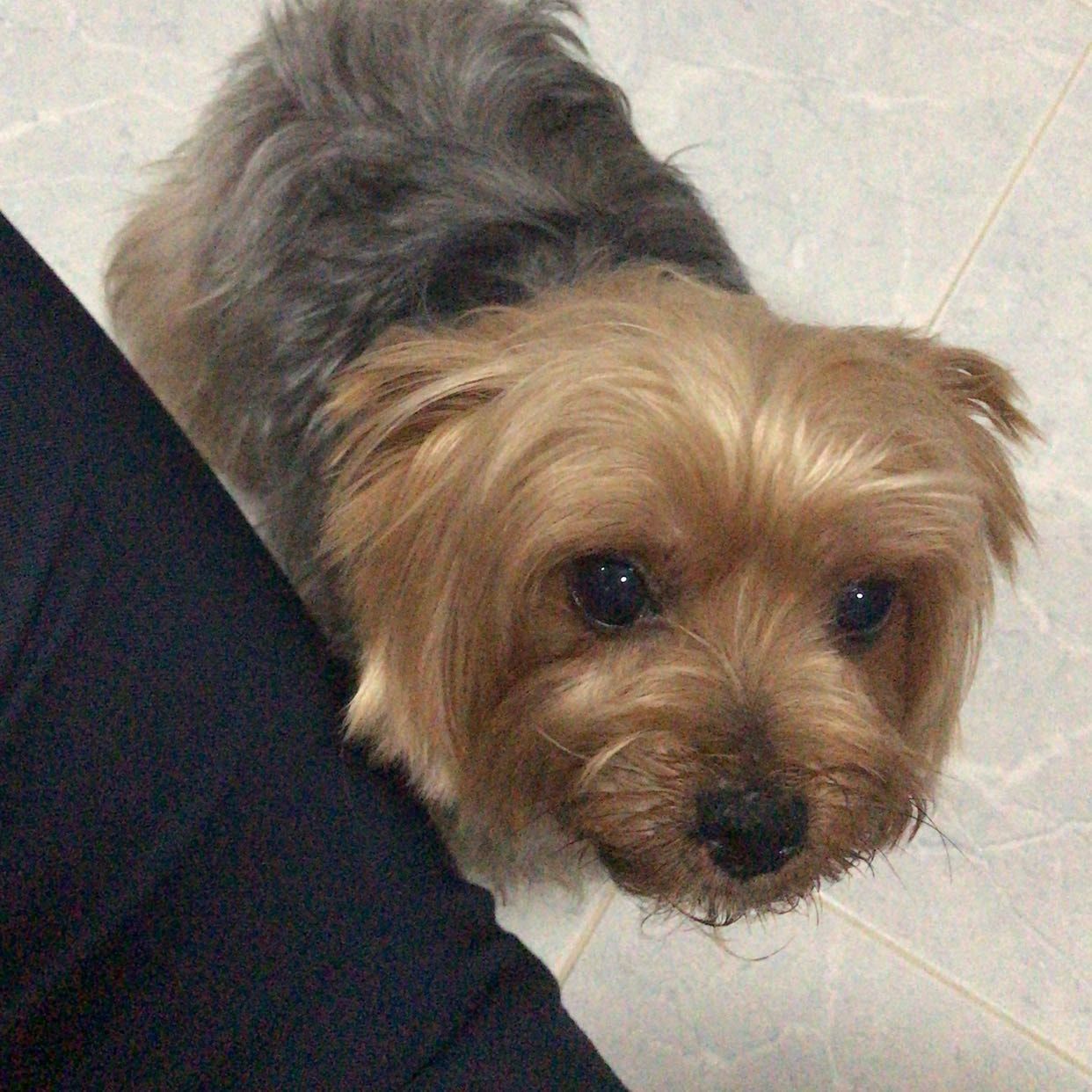 Portrait of Xiao Bi , the dog