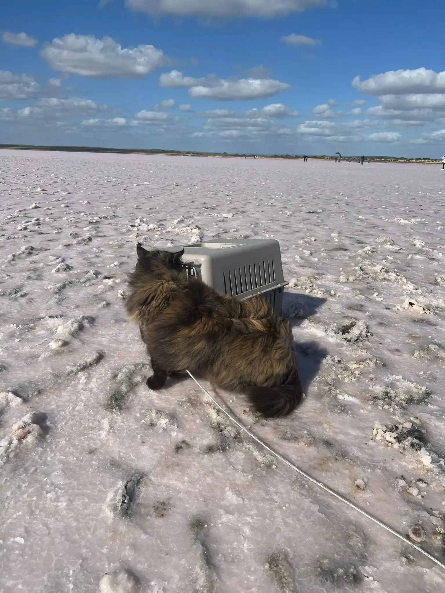 image-10