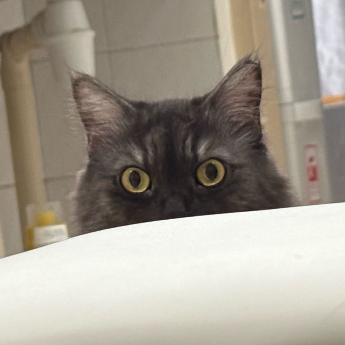 Portrait of Chelsea, the cat