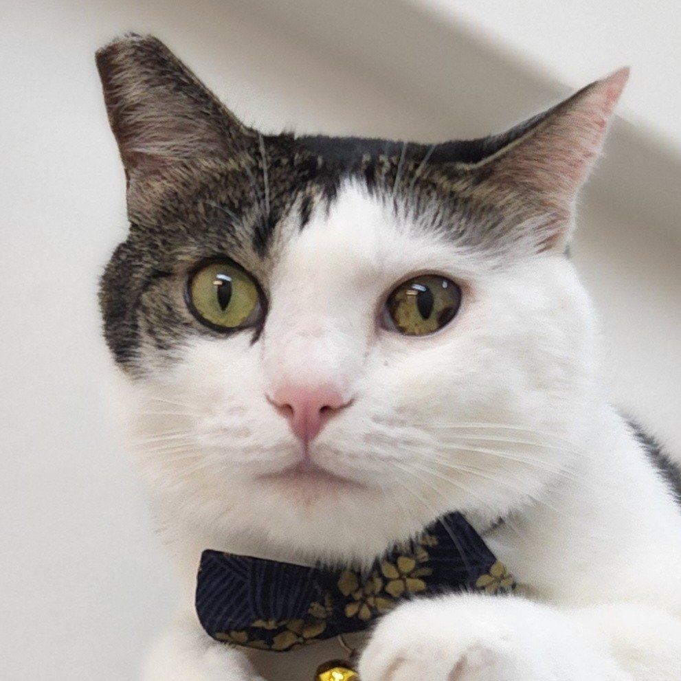 Portrait of Donut, the cat