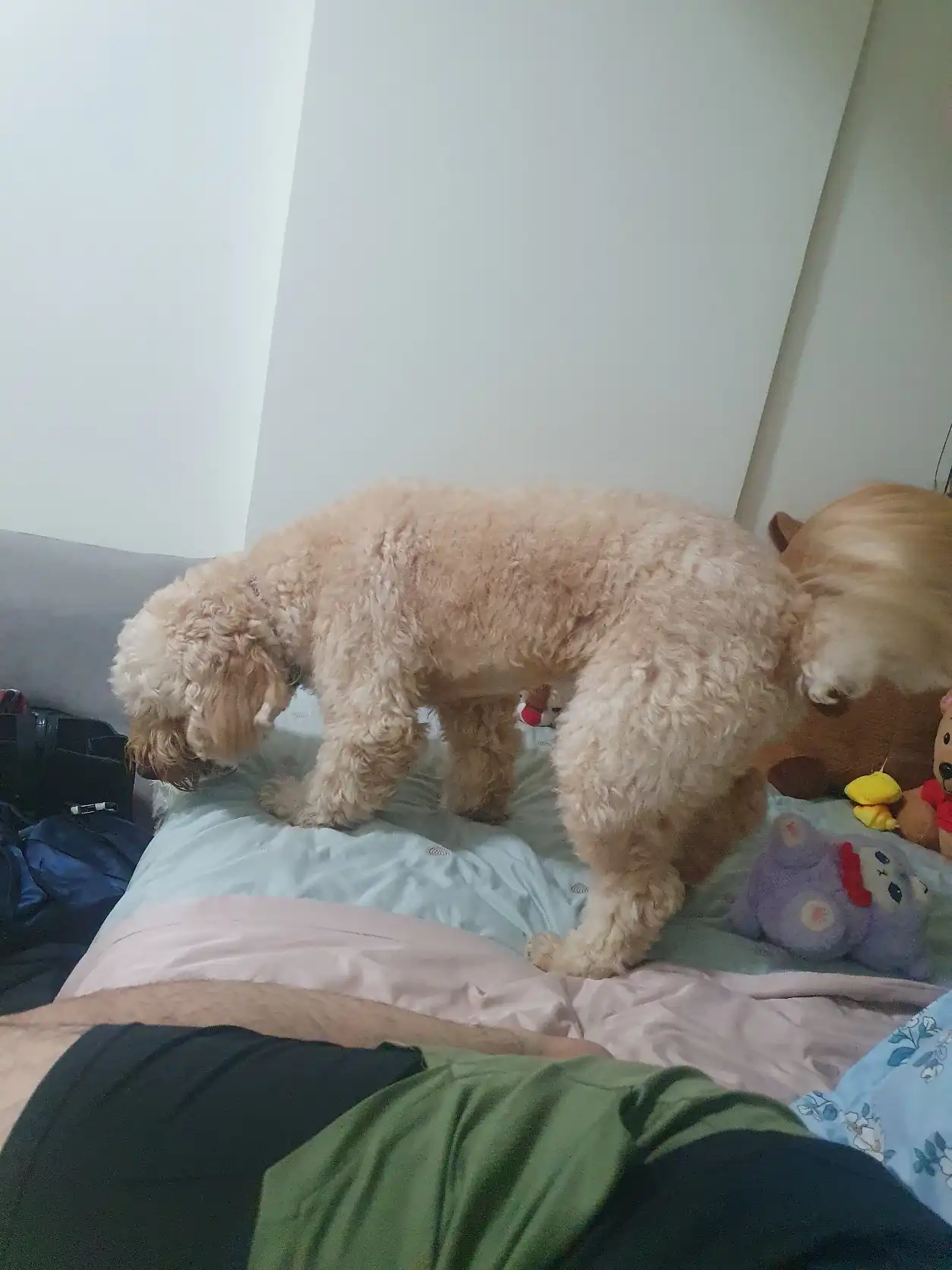 image-18