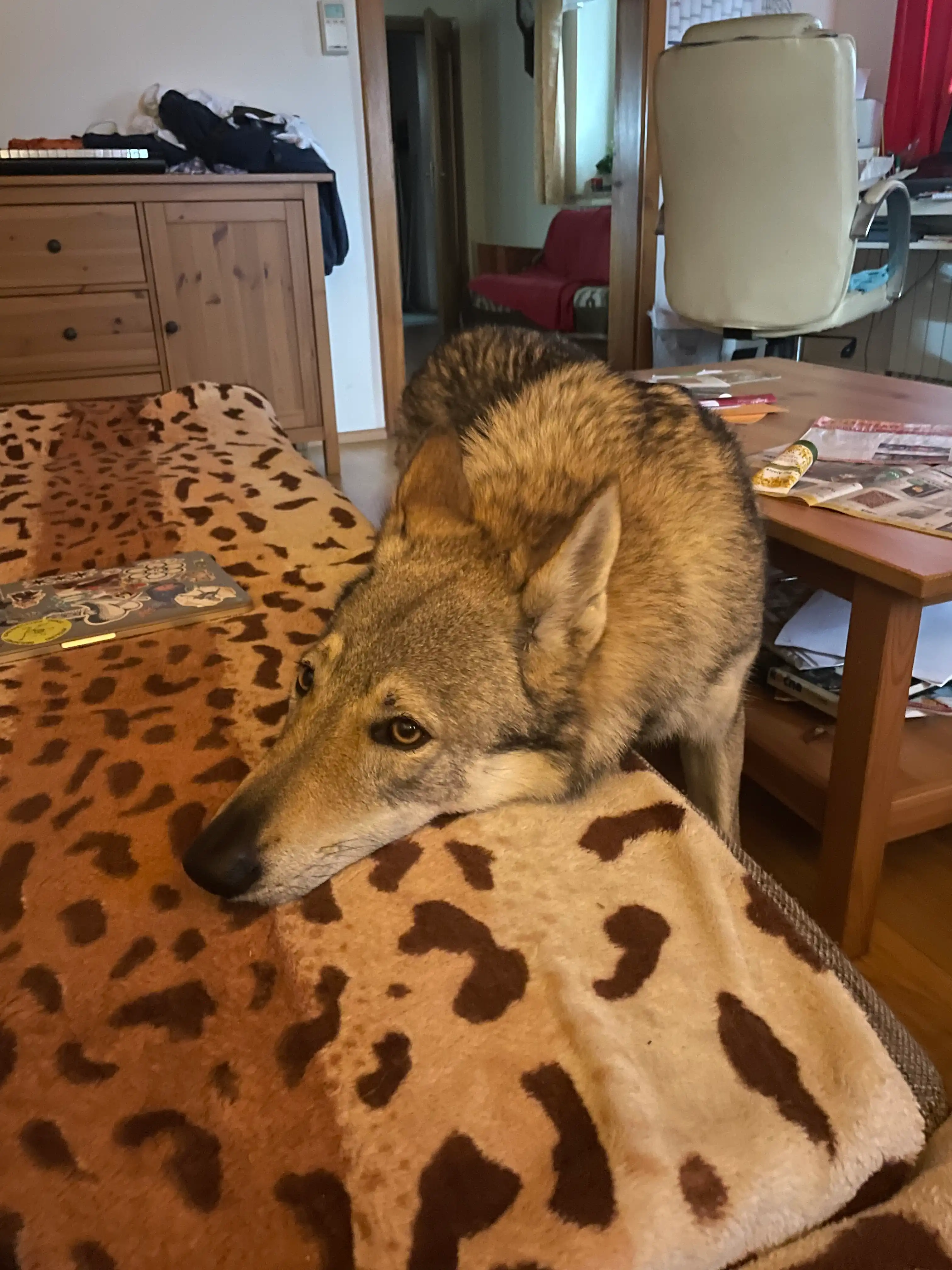 image-6