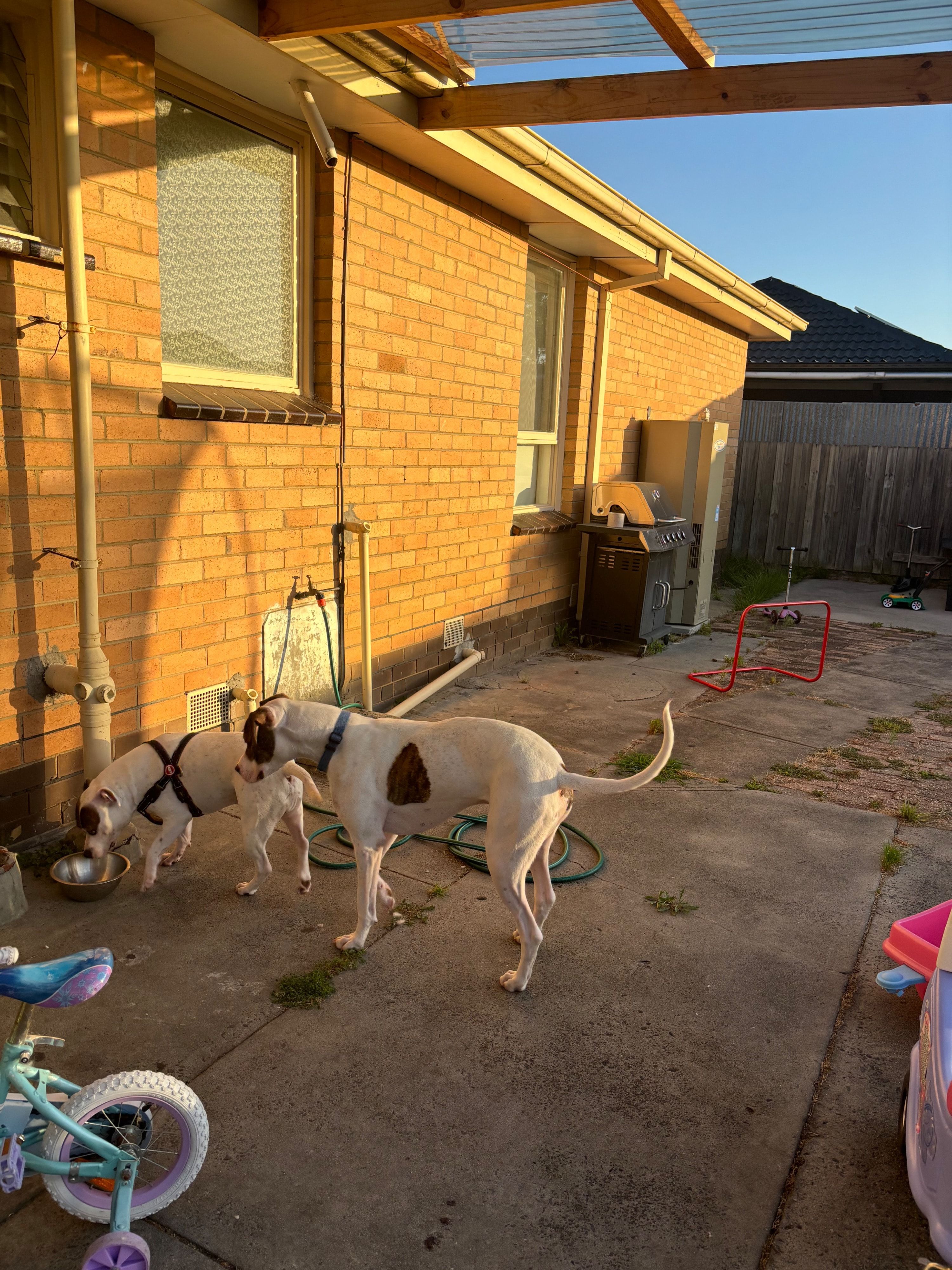 image-7