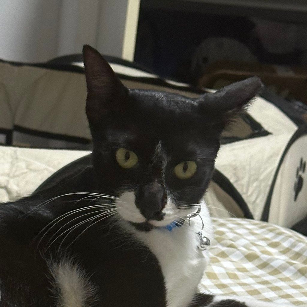Portrait of Marshall , the cat