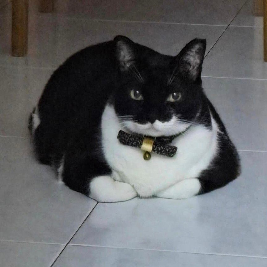 Portrait of Suki, the cat
