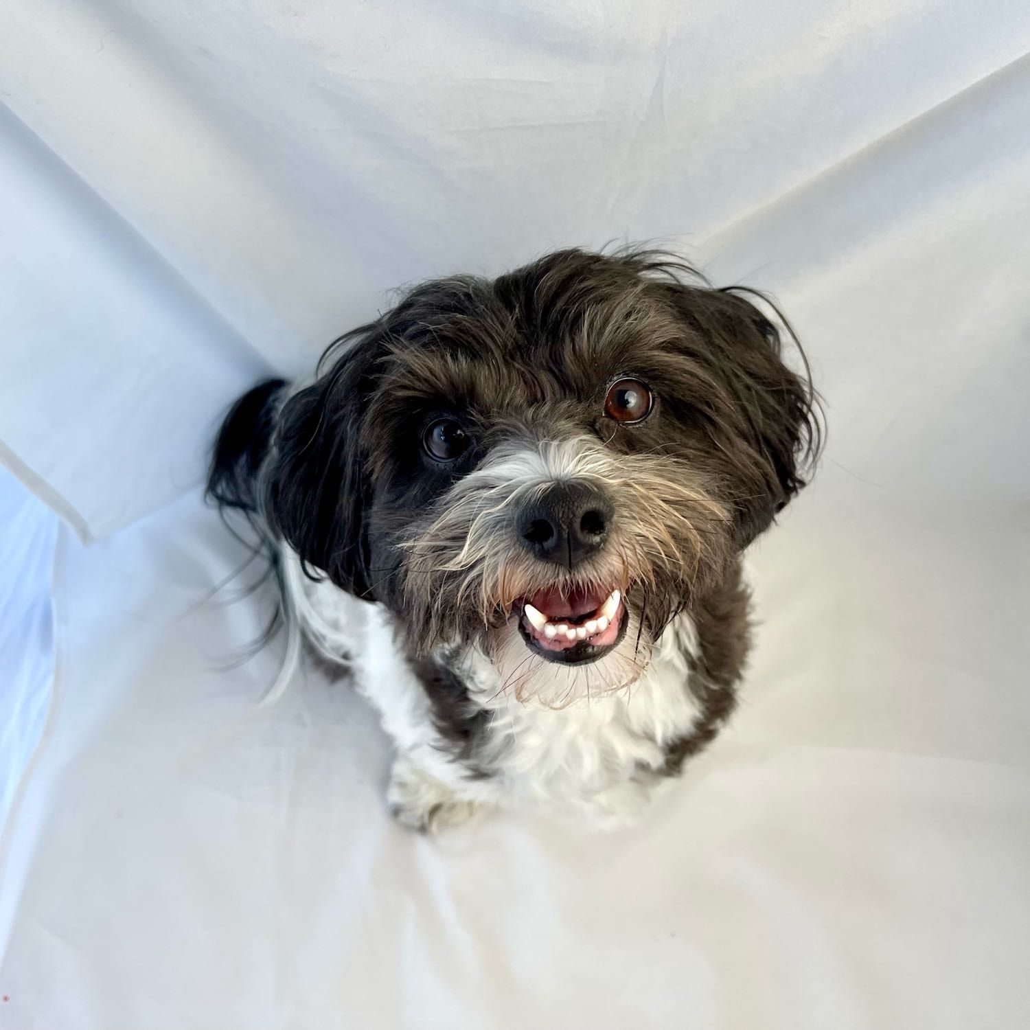 Portrait of Max, the dog