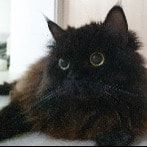 Portrait of Toothless, the cat