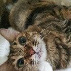 Portrait of Nala, the cat