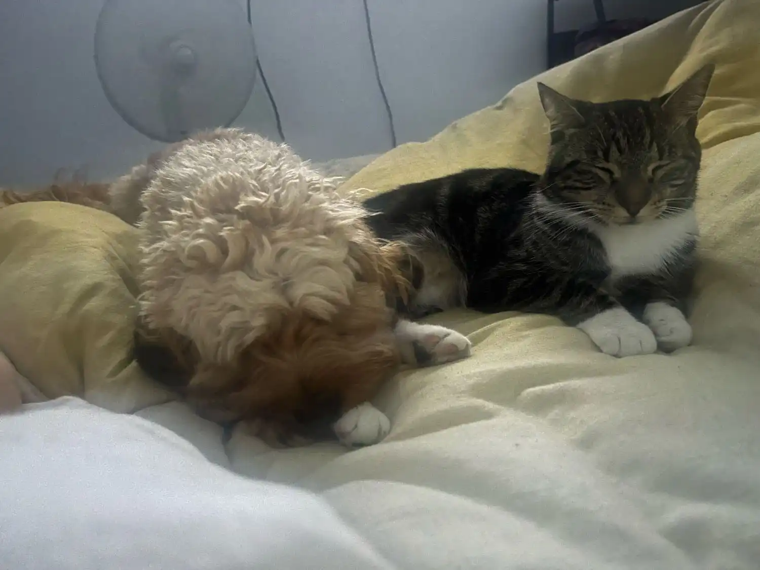 image-7